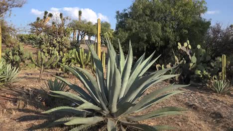 Mexiko-Zoomt-Aus-Maguey-Heraus