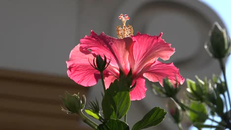 Natur-Rosa-Hibiskus