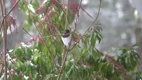 Pájaro-De-Oregon-En-Arbusto-De-Invierno