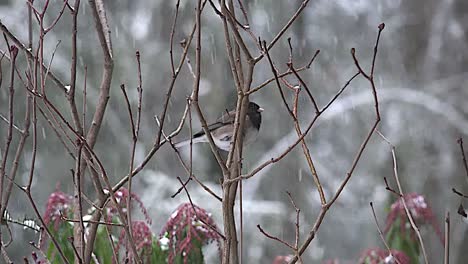 Pájaro-De-Oregon-Se-Sienta-En-Arbusto-En-La-Nieve