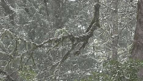 Oregon-Schnee-Auf-Eichenschenkel