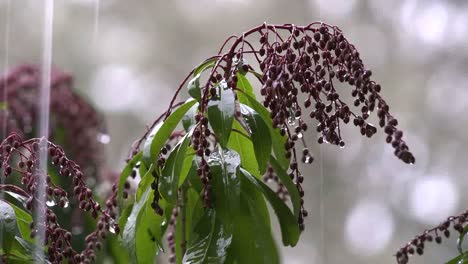 Regentropfen-Tropfen-Von-Rosa-Knospen