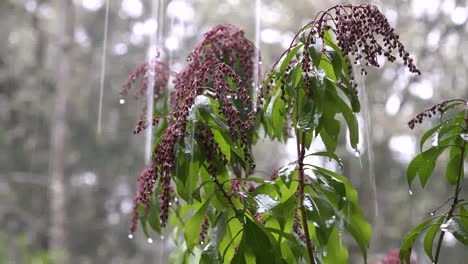 Regen-Gießt-Auf-Rosa-Knospen