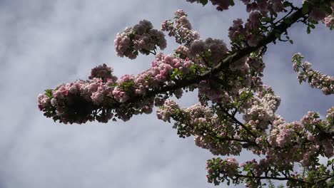 Rama-Con-Flores-Gruesas-De-Color-Rosa