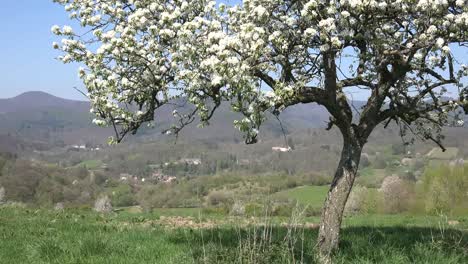 Frankreich-Elsass-Obstbaum-Und-Aussicht