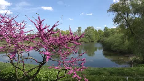 France-Alsace-Redbud-Tree-And-Rhine-Backwater