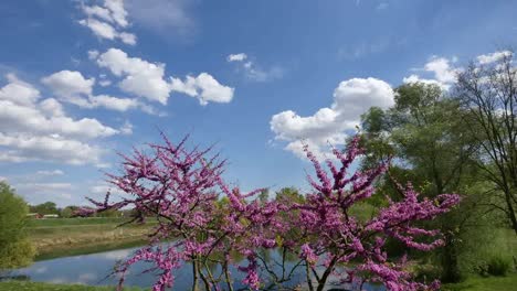 France-Clouds-Move-Over-Redbud-Tree-Time-Lapse