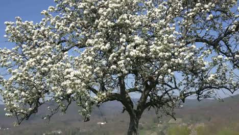Frankreich-Obstbaum-Blumen-Zoomt-Heraus