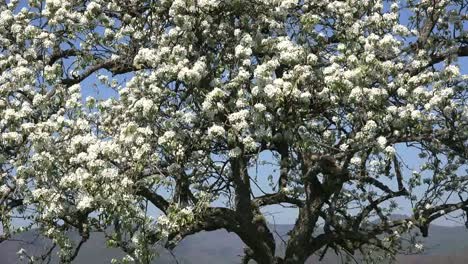 Árbol-frutal-de-Francia-con-flores-Zoom-en