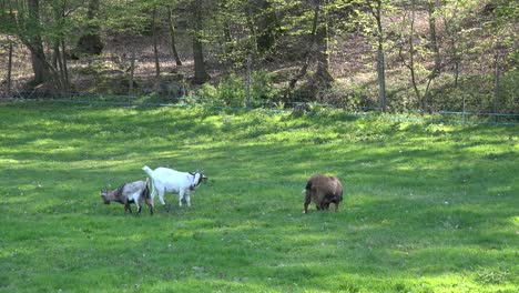 Frankreich-Ziegen,-Die-Auf-Der-Wiese-Am-Wald-Essen