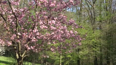 Frankreich-Baum-Mit-Rosa-Blüten-Zoomt-Heran