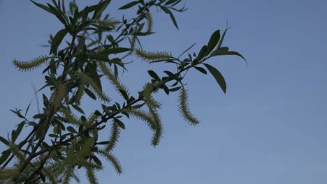 Fuzzy-Tree-Bloom