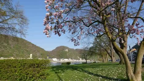 Alemania-St-Gore-Rosa-árbol-Florecido-Y-Vista-Del-Rin