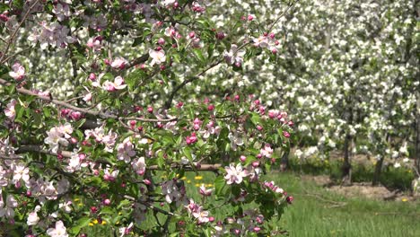 Deutschland-Obstblüte-Mit-Insekt