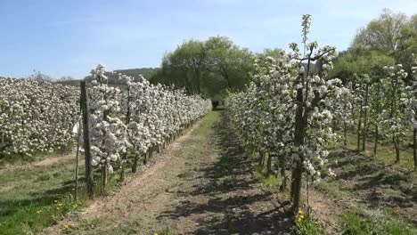 Germany-Fruit-Trees-In-Flower-Zoom-Down-Rows