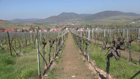 Germany-Wine-Route-Vista-With-Vines