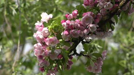 Grüner-Hintergrund-Und-Rosa-Blumen