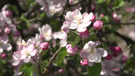 Insekt-Auf-Blume-Rückt-In-Den-Fokus