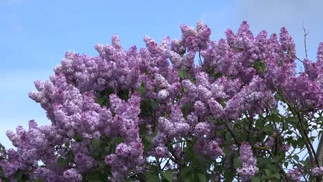 Lilacs-Blooming