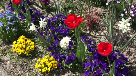 Many-Colored-Flowers