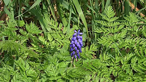 Natur-Blaue-Traubenhyazinthe-Blume-Und-Farne-And