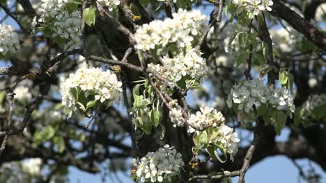 Flores-De-La-Naturalezaaa-En-El-árbol-Frutal