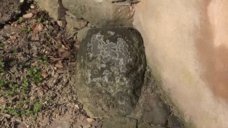 Nature-Lichens-On-Stone