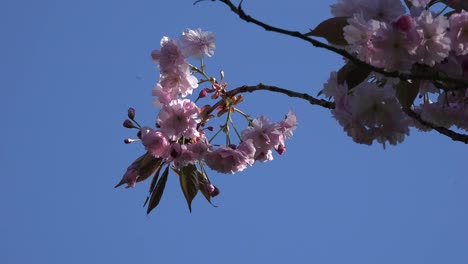 Naturaleza-Rosa-Flores-Contra-El-Cielo-Azul-Con-Insectos