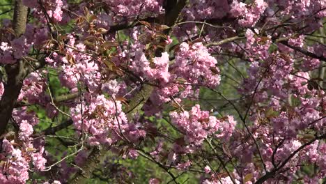 Naturrosa-Blumen-Am-Baum-Im-Wind