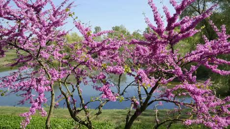 Nature-Redbud-Detail