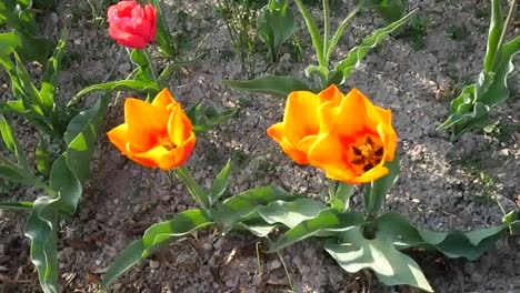 Orange-Tulpe-Mit-Biene