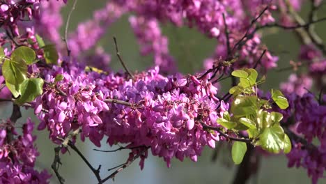 Detalle-De-Redbud-Con-Hojas