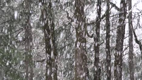 Snow-Falling-In-Woods-Zooms-Out