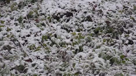 Schnee-Fällt-Auf-Grüne-Blätter