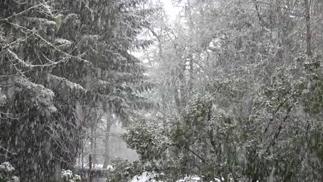 Nieve-en-bosques-mixtos