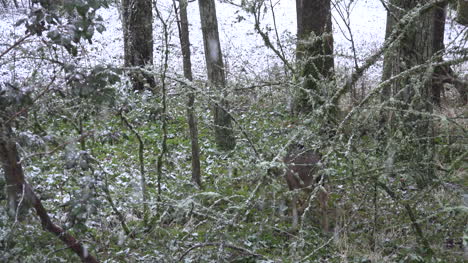 Nieve-Con-Ciervos-Desapareciendo-En-El-Bosque