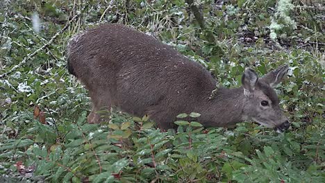 Snow-With-Deer-Looking-For-Food