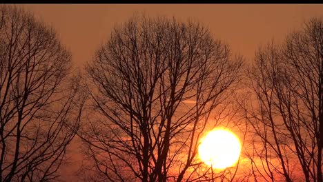 Sonnenuntergang-Durch-Karge-Bäume-Pan-Links