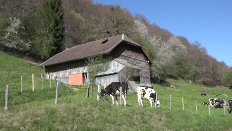 Switzerland-La-Gruyere-Cows-By-Barn-Sound