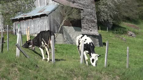 Schweiz-La-Gruyere-Kühe-Grasen-Am-Zaun