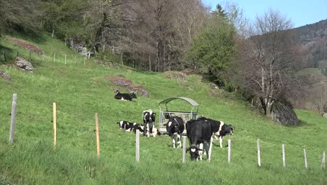 Switzerland-La-Gruyere-Cows-Grazing-In-Grass