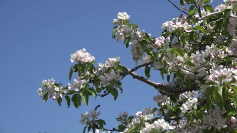 Weiße-Blüten-An-Obstbaum-Und-Vogel