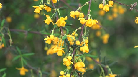 Yellow-Flowers-On-Shrub