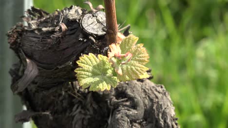 Junge-Weinrebenblätter