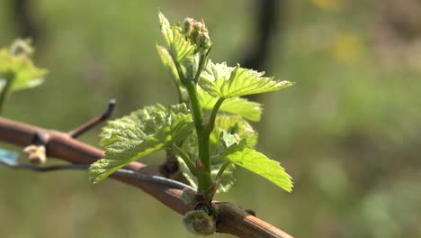 Hojas-Jóvenes-De-Vid-De-Vino