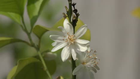 Beautiful-Lemon-Flower