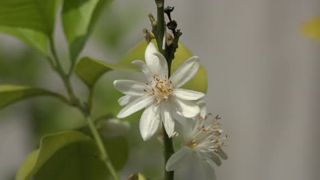 Schöne-Zitronenblume