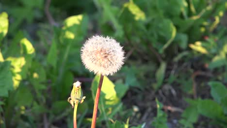 Dandelion-Seeds-And-Insects-In-Evening-Including-Ant