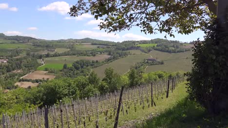 Italien-Langhe-Baum-Umrahmt-Weinberge-Auf-Hügeln