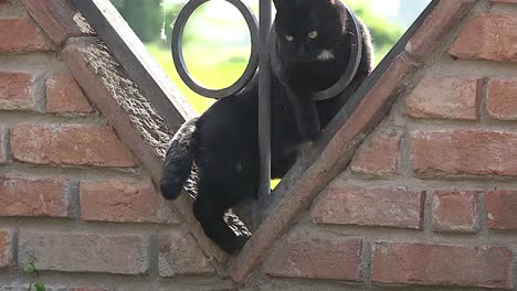 Italien-Schwarze-Katze-Im-Fenster-Springt-Heraus-Jump
